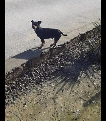 Miniatür pinçer, 3 il, Erkek, Peyvəndli