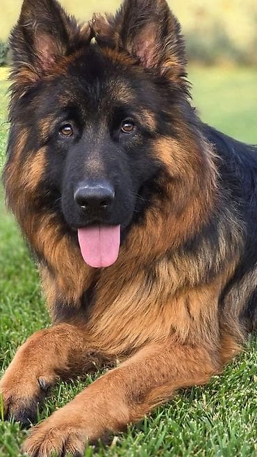 Gəmiricilər: Alman çoban iti, 10 ay, Erkek — 1