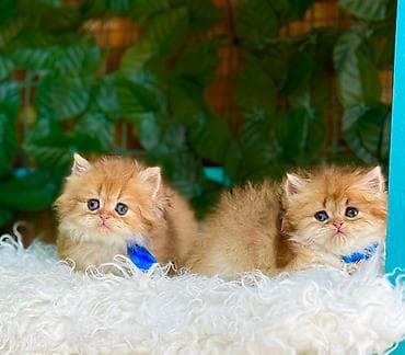 ev itler: Fars — 6