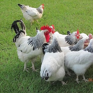 Serebrist mayalı yumurta satışı ünvan Türkan