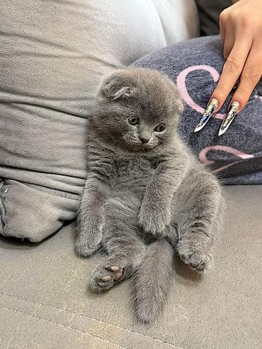 Şotland yastı qulaq — 3