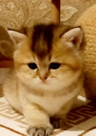 Britan, Erkək, Dişi, Yaxşı əllərə, Ünvandan götürmə