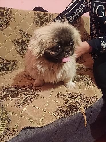 Pekines, 8 ay, Dişi, Peyvəndli, Ünvandan götürmə