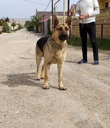 it ucun evler: Alman çoban iti — 4