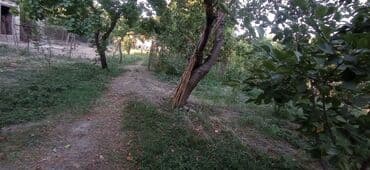 продажа и аренда домов: 5 sot, Tikinti, Mülkiyyətçi, Kupça (Çıxarış) — 3