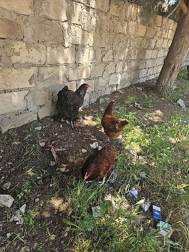 Yumurtayan toyuqlar 2 ədəd brahma 5 ədəd red islan toyuqların — 3