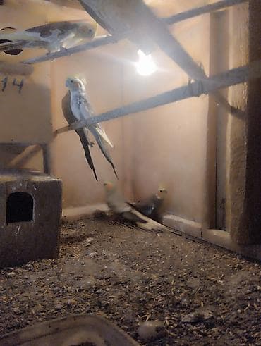 essek sekli: Korella (Cockatiel) cütləri və sürü – satılır - Növ: Korella — 3