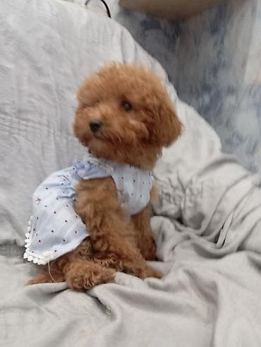 qız it: Pudel — 2