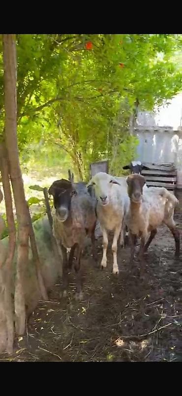 Mal-qara: Təcili satılır! 🐑 19 baş tam sağlam, cavan qoyun satılır. ✅ 18 ədəd — 5