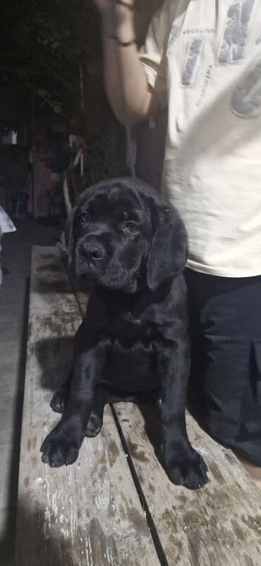 it yuvasi: Kane-Korso, Erkek, Sənədli, Ünvandan götürmə — 4