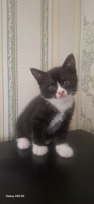 ucuz bala pişiklər: Tabbi, Yaxşı əllərə — 1