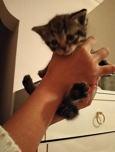 pişik yuva: В добрые руки — 2