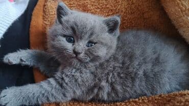 cins pisik: Boz rəngli, yumşaq tüklü, mavi gözlü balaca pişik balası. Qısa və sıx — 4