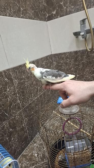 amadin qusu: “Karela (cockatiel) quşları satılır. 1 cüt (erkək və dişi, 1 yaş) + 2 — 5