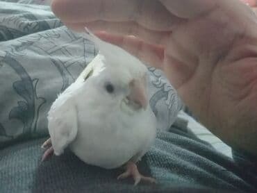 попугай ара цена: Yanaqsız karellalar cüt 250 - 370 azn — 4