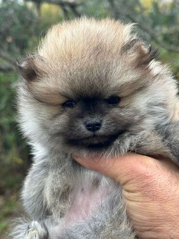 Gəmiricilər: Şpitz, 2 ay, Dişi — 1