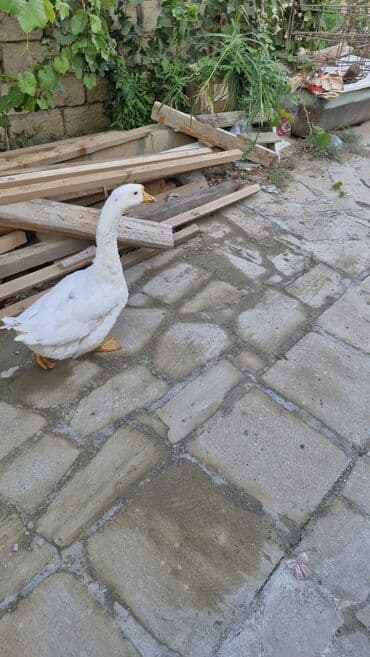 pişik yarım tip: Ağ rəngli ev qazı - Növ: ev qazı (Ağ Pekin tipli görünüş) - Rəng: tam — 1