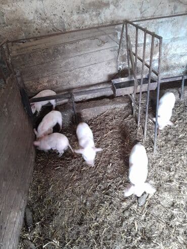 border collie qiymeti: 1 ana 6 bala real alici narahat elesin — 2