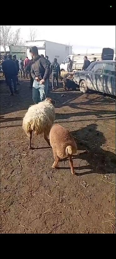 qara toyuq: Salam aleykum gördüyünüz bu 2 baş qoyunlar satilir qardşalar 1 ci — 7