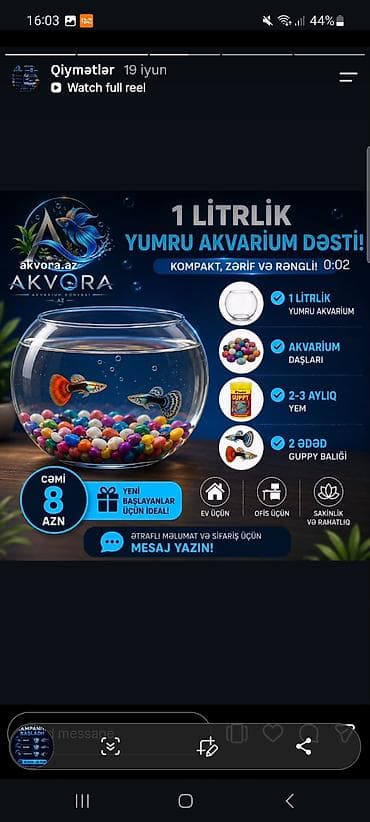 skalyari: Yumru akvarium, Balıqlarla birlikdə, 1 l — 2