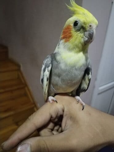 Akvariumlar: Salam danışan korella satılır danışır kokoşko aşkım babacık cicikuş — 1