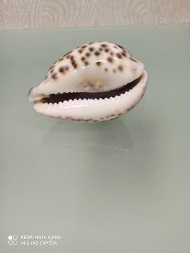 аквариум в баку: Deniz molyuskasi, natural deniz mehsuludur. Suvenir ve ya hediyye kimi — 2