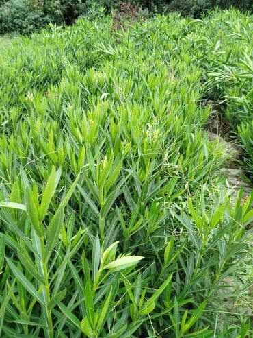 tut aragi satilir: Dekorativ agaclar — 9