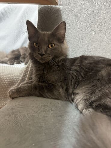 добрые руки: Мейн-кун, Самка, В добрые руки, Самовывоз — 3