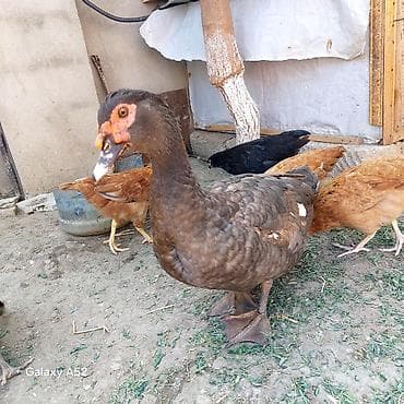 cane corso tap az: Orginal Təmiz qan Krasnador Erkəyi 6 Aylıqdı Tam Sağlam ideal erkəydi — 7