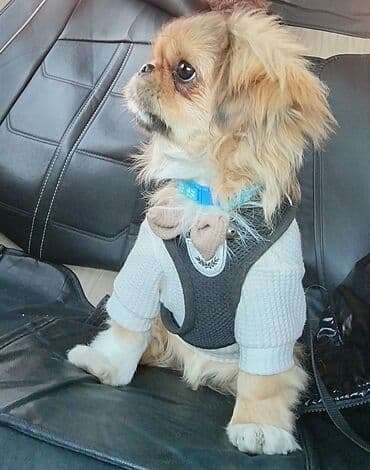 dana qiyməti siyəzən: Pekines — 4