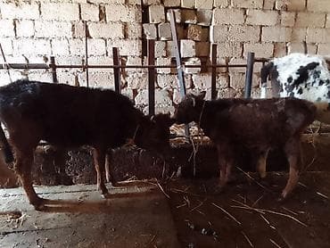 erkek dana satilir: İki eded dişi dana 3 ve 5 aylig Danalardi Ot yem yiyir Kiçik 600 e — 4