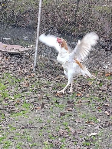 Птицы: 10 ayliq iri cusseli heyvandi cox yaxwi doyuw qabliyyeti var ciddi — 1