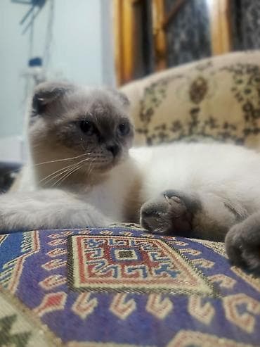 Pişiklər: Şotland yastı qulaq — 1