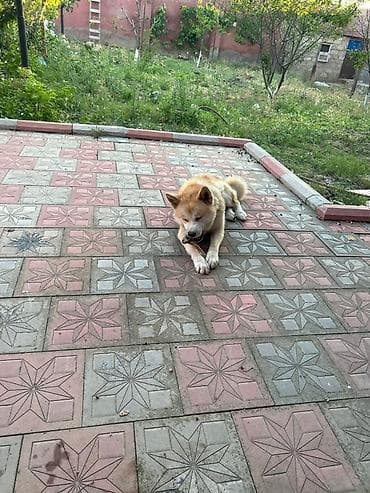 avçarka itləri: Akita-inu, 8 ay, Erkek, Peyvəndli — 3
