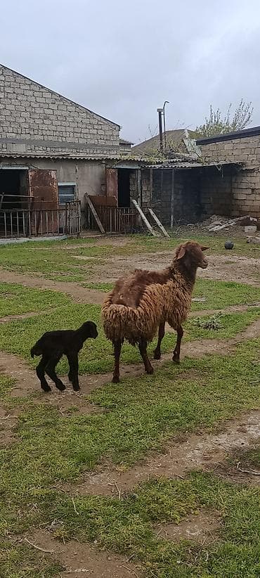 balali qoyun: Qoyunlar ekizi bala ana bala boğaz qoç lisey satılır istəyən olsa — 7