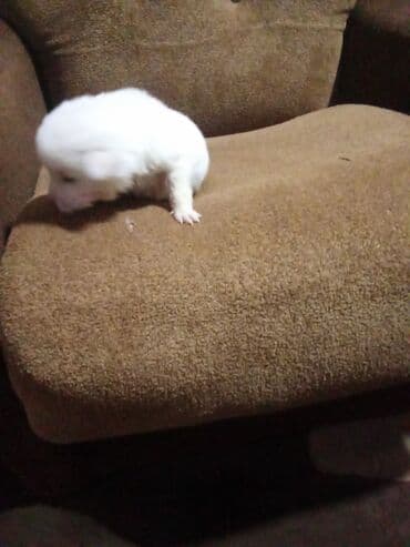 it ev: Zvonok, 1 ay, Erkek, Ödənişli çatdırılma, Ünvandan götürmə, Pulsuz çatdırılma — 8