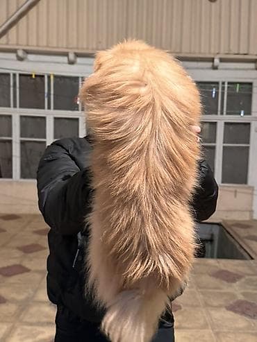 tuklu itler: Şpitz, 1 il, Erkek, Peyvəndli — 6