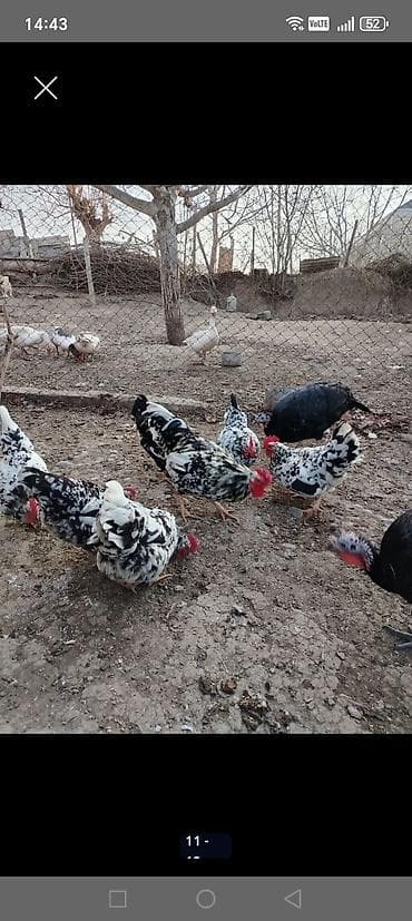 mayali yumurta satisi: Toyuq, Damazlıq — 3