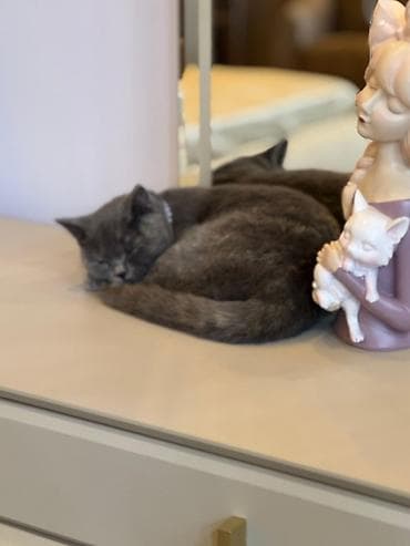 ilan oyuncaq: Britan, Dişi, Yaxşı əllərə, Ünvandan götürmə — 8