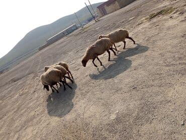 goyercin satişi baki: 5 dənə boğaz ana qoyun satılır dişləri var TƏCİLİ SATILIR VATSAP — 3