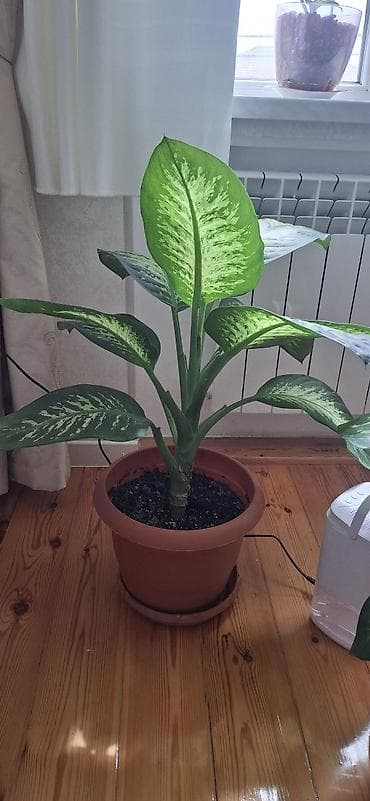 hilba bitkisi: Hibiskus (Çin qızılgülü), torfa əkilib - Hündürlüyü təxminən 120–150 — 6