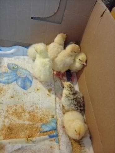 Hinduşka cücələri, Damazlıq