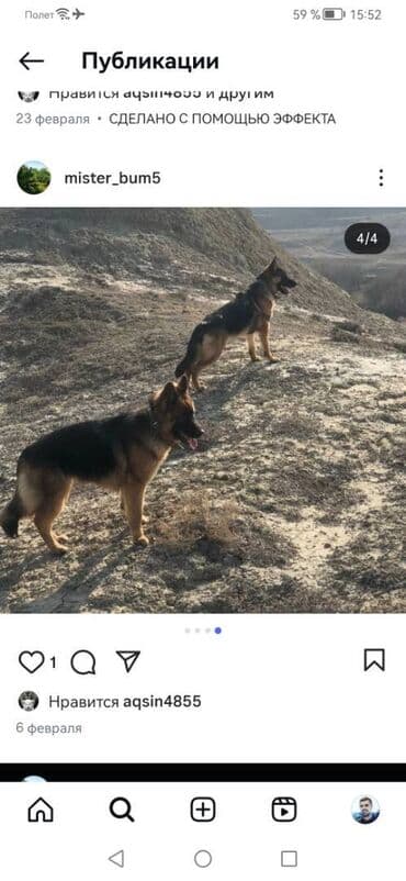 Gəmiricilər: Alman çoban iti, 1 il, Dişi — 2