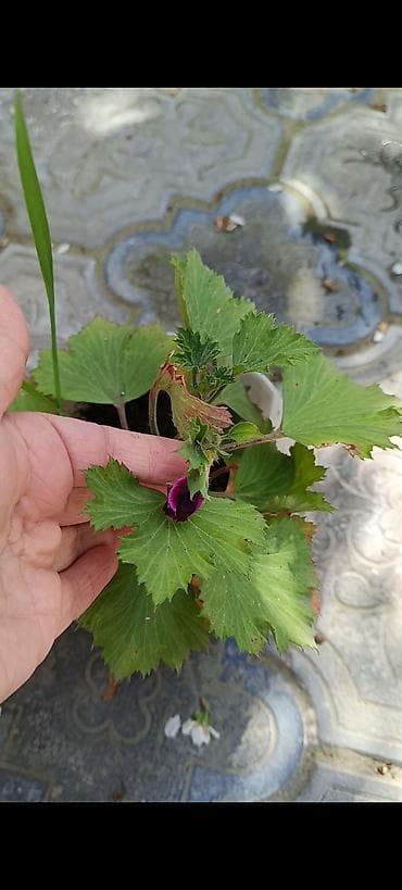 kişi otaq şap şapları: Otaq və balkon üçün saksı bitkiləri dəsti - Sansevieria (Qaynanadili) — 5