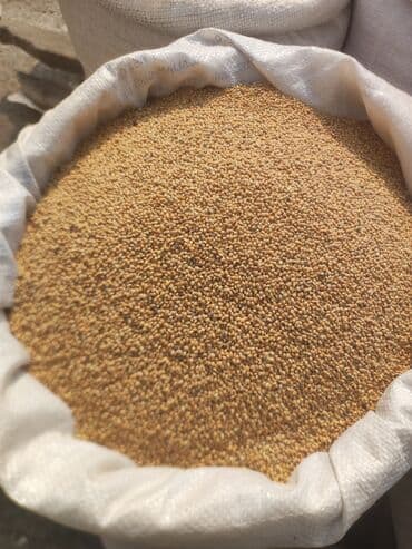 tatli un memulatlari gunesli: Ağ darı toxumu — 2