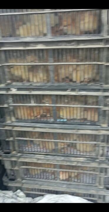 ağ qara pişik: Toyuq cücələri, Damazlıq — 6