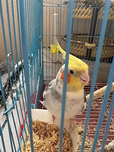 tetra quşu: KORELLApapuqay (cockatiel) – sarı tüklü haşiyə, yanaqlarda narıncı — 1