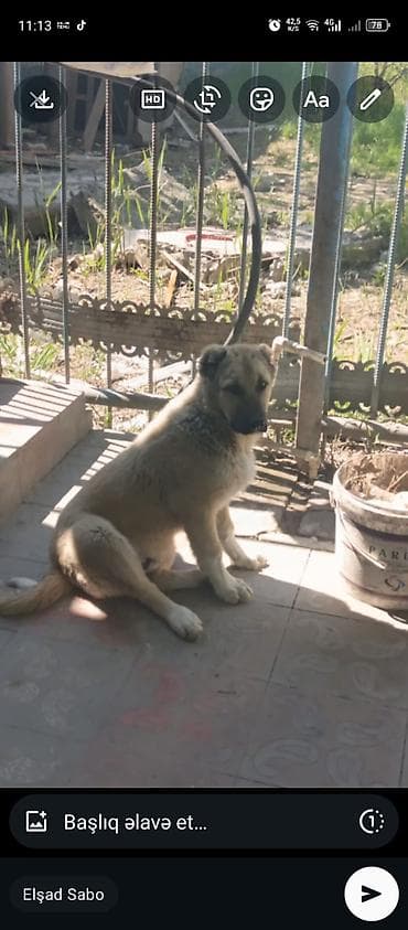 itlerin qiymeti ucuz: Qurdbasar, 4 ay, Erkek — 4