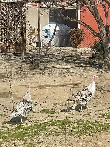 Məhsul: Hind toyuqları (hind quşları) — 3