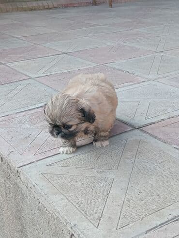 it şəkilləri: Pekines — 10